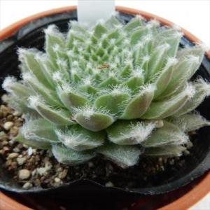 日本花キ流通 多肉植物 sfセンペルビウム タルク 7.5cmポット