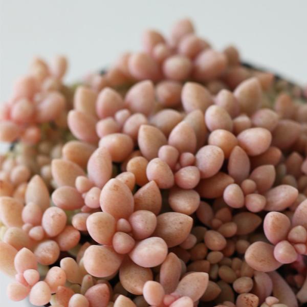 多肉植物 seグラプトペタルム ばらまきヒメシュウレイ 姫秋麗 姫秀麗 信華園さんの苗 7.5cmポ...