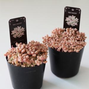 多肉植物 seグラプトペタルム ばらまきヒメシ...の詳細画像1