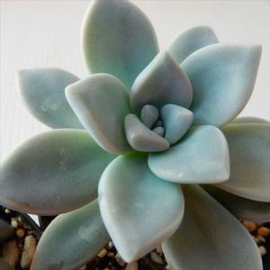 多肉植物 skグラプトペタラム 蒼星 多肉植物 グラプトペタラム 7.5cmポット