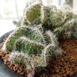 多肉植物 osオプンチア ランセオラータ綴化 青海波 おもしろ多肉植物 ユーフォルビア