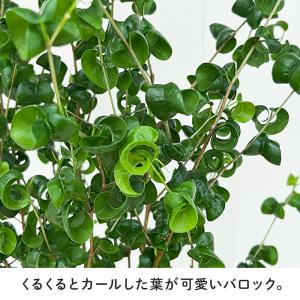 観葉植物 フィカス ベンジャミン バロック 6...の詳細画像1