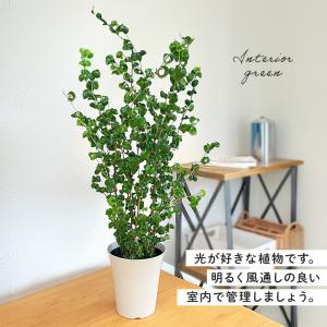 観葉植物 フィカス ベンジャミン バロック 6...の詳細画像2