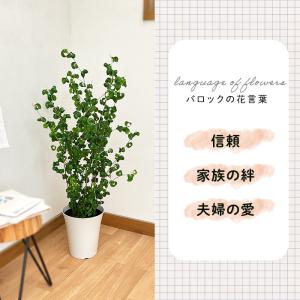 観葉植物 フィカス ベンジャミン バロック 6...の詳細画像3