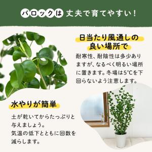 観葉植物 フィカス ベンジャミン バロック 6...の詳細画像4