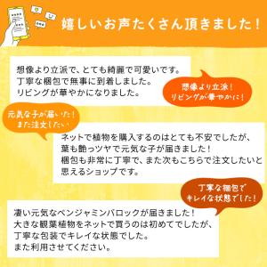 観葉植物 フィカス ベンジャミン バロック 6...の詳細画像5