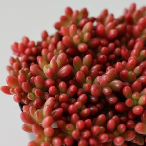 日本花キ流通 多肉植物 hmセダム シャンパンライム 春萌錦 セダム 6cm