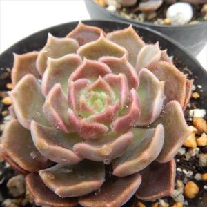 日本花キ流通 多肉植物 skエケベリア ジョアンダニエル 多肉植物