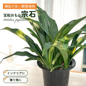 オモト 万年青 5号 斑入り 現品4 観葉植物 室内用 引っ越し 縁起物