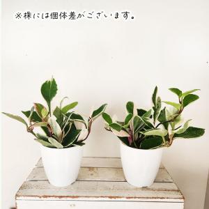 観葉植物 cot ホヤ カルノーサ リップカラ...の詳細画像2