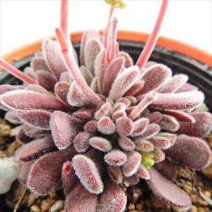 日本花キ流通 多肉植物 sdセダム カシミアヒントニー モシニアナム