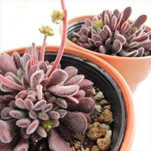 多肉植物 hmクラッスラ プベッセンス 多肉植...の詳細画像1