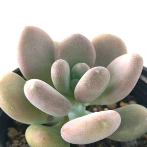 日本花キ流通 多肉植物 hmパキフィツム 紫美人 多肉植物 パキフィツム