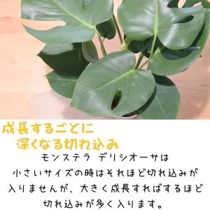 観葉植物 モンステラ デリシオサ 5号鉢 送料...の詳細画像1