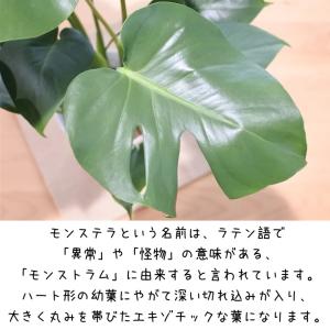 観葉植物 モンステラ デリシオサ 5号鉢 送料...の詳細画像2