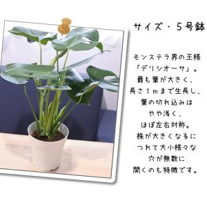 観葉植物 モンステラ デリシオサ 5号鉢 送料...の詳細画像3