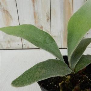 観葉植物 コウモリラン ビカクシダ ビーチー 9...の商品画像