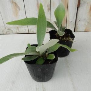 観葉植物 コウモリラン ビカクシダ ビーチー ...の詳細画像1