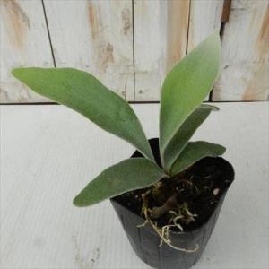 観葉植物 コウモリラン ビカクシダ ビーチー ...の詳細画像2