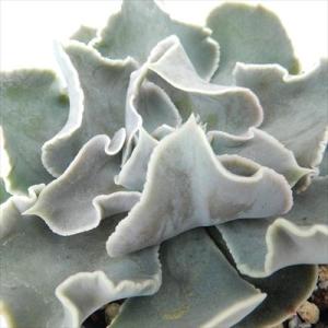 多肉植物 アエオニウム 愛染錦 7.5cmポット 観葉植物 インテリア mur