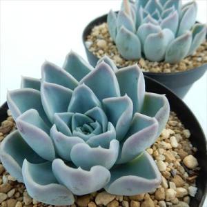 多肉植物 skエケベリア 星影 多肉植物 エケ...の詳細画像1