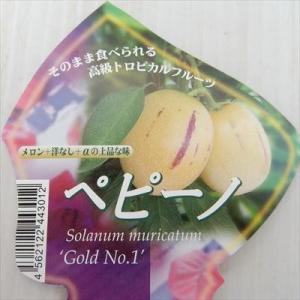 予約販売 ペピーノ ゴールドNo1 9cmポット 珍しい 野菜 庭木 苗木 果樹苗 4月上旬以降発送