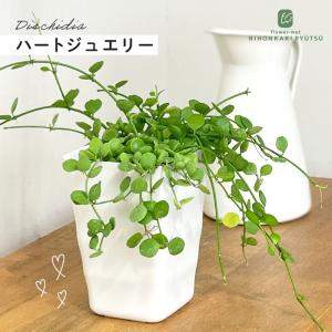 観葉植物 ディスキディア ハートジュエリー 10.5cmポット 観葉植物 小型 小さい 室内 贈り物 プレゼント インテリア おしゃれ