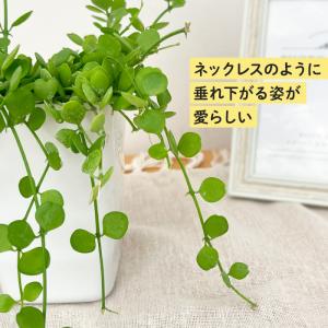 観葉植物 ディスキディア ハートジュエリー 1...の詳細画像2