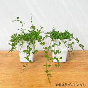 観葉植物 ディスキディア ハートジュエリー 1...の詳細画像3