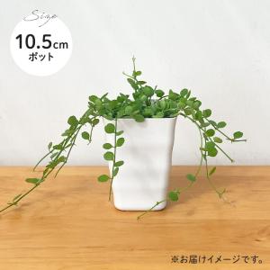 観葉植物 ディスキディア ハートジュエリー 1...の詳細画像4