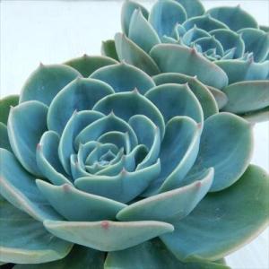 多肉植物 caエケベリア 七福神 多肉植物 エ...の詳細画像1