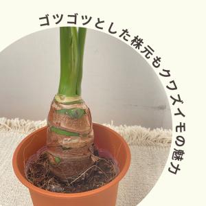 観葉植物 クワズイモ 4号鉢 ブラウン鉢 観葉...の詳細画像1