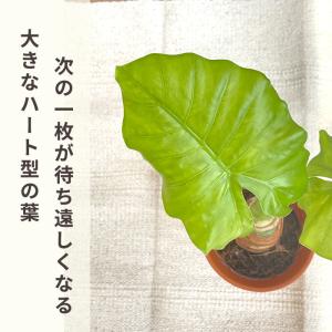 観葉植物 クワズイモ 4号鉢 ブラウン鉢 観葉...の詳細画像2