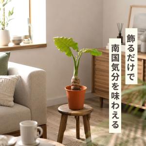 観葉植物 クワズイモ 4号鉢 ブラウン鉢 観葉...の詳細画像3