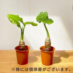 観葉植物 クワズイモ 4号鉢 ブラウン鉢 観葉...の詳細画像4