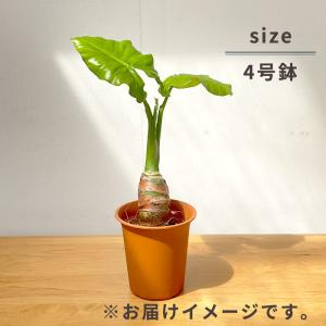 観葉植物 クワズイモ 4号鉢 ブラウン鉢 観葉...の詳細画像5