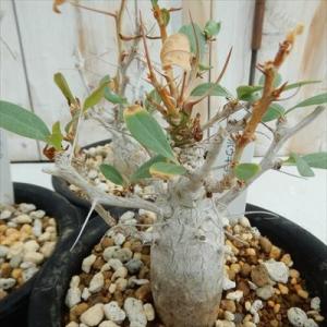 多肉植物 caフォークイエリア  コルムナリス 観峰玉  カンポウギョク 多肉植物 送料無料 コーデ...