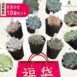 多肉植物 韓国苗3個セット 届いてからのお楽しみ韓国苗福袋 エケベリア