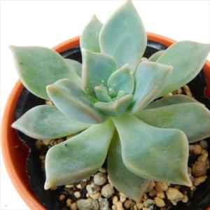 多肉植物 hmグラプトペタルム 都の霞 朧月×ブロンズ姫 多肉植物 6cmポット