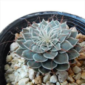 多肉植物 hmグラプトペタルム 菊日和 多肉植物 グラプトペタルム 6cmポット