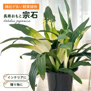 万年青 オモト おもと 都城 5.5号鉢サイズ 鉢植え 観葉植物 ミニ