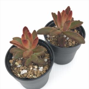 多肉植物 hmカランコエ 孫悟空 多肉植物 カ...の詳細画像1