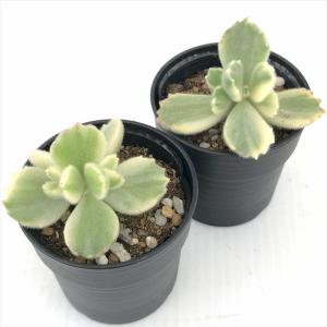多肉植物 hmコチレドン 熊童子錦 多肉植物 ...の詳細画像1