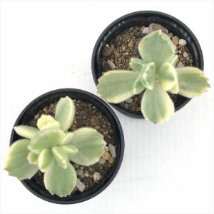 多肉植物 hmコチレドン 熊童子錦 多肉植物 ...の詳細画像2