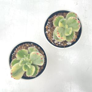 多肉植物 hmコチレドン 熊童子錦 多肉植物 ...の詳細画像2