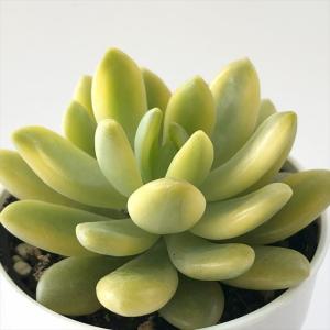 多肉植物 hmセダム シャンパンライム 春萌錦 ...の商品画像
