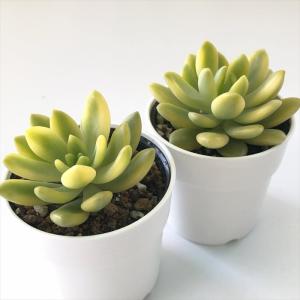 多肉植物 hmセダム シャンパンライム 春萌錦...の詳細画像1