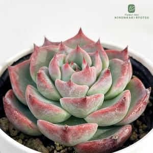 日本花キ流通 多肉植物 hmエケベリア ピンクプリティ錦 多肉植物