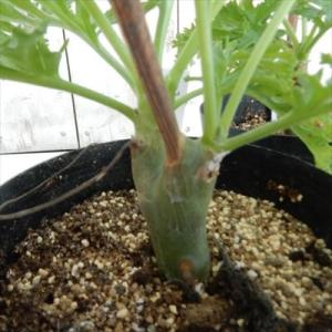 多肉植物 caペラルゴニウム 桃蝶木 多肉植物 送料無料 コーデックス ペラルゴニウム 9cmポット