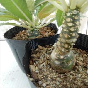 多肉植物 sdドルステニア フォエチダ 塊根性多肉植物 ドルステニア コーデックス 9cmポット